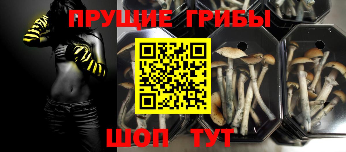 Галлюциногенные грибы Psilocybe Энгельс